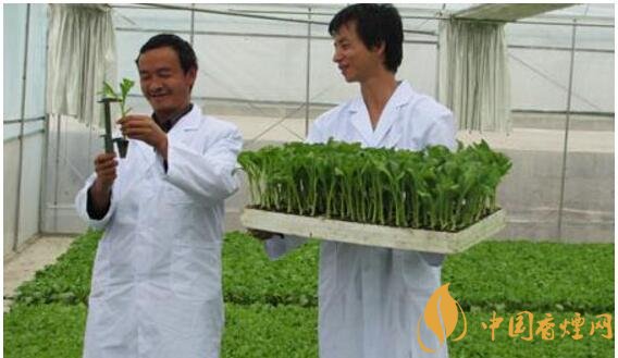 煙草專業(yè)大學(xué)排名，煙草專業(yè)就業(yè)前景好