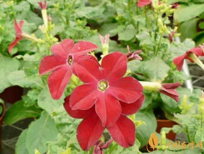 煙草花花語是什么，煙草花什么時候開花