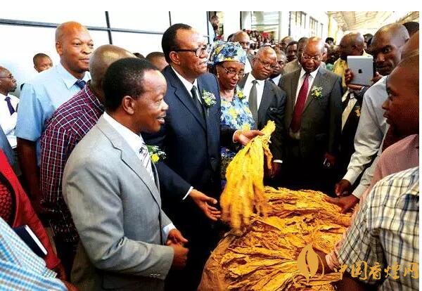 津巴布韋煙葉為什么好，黃金煙葉成為國(guó)寶