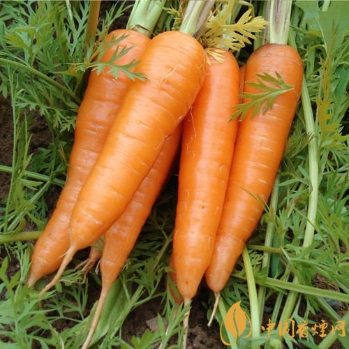 預(yù)防抽煙得肺癌，這些食物降低抽煙傷害